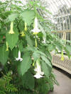 Angel trumpet--fabulous!