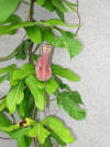 A pitcher vine?