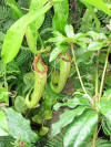 More impressive pitcher flowers