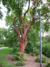 Tree with torturous red trunk