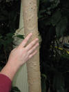 Tiny fierce thorns on this tree trunk!